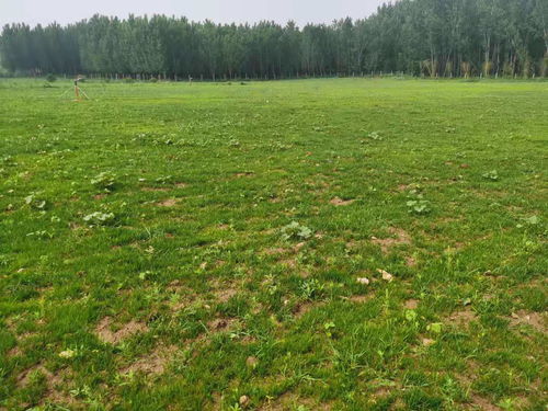要想植物長得好就得這么做 園林植物健壯生長的秘密武器 園林綠化施工養(yǎng)護(hù)
