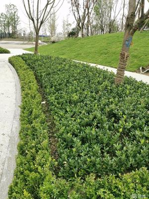 成都市政道路綠化,小區砍樹、修樹、除草、移栽樹