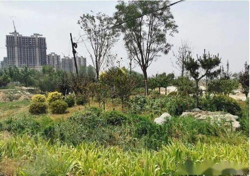 河北大名一千余萬景觀綠化工程先施工后招標(biāo)