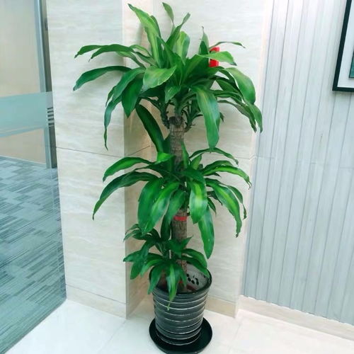 圖 別墅庭院花園設計施工園林園藝設計綠化工程養護 上海鮮花綠植