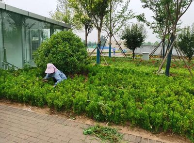 【原山大綠化時代】雨天不停工,綠化工程建設持續推進!