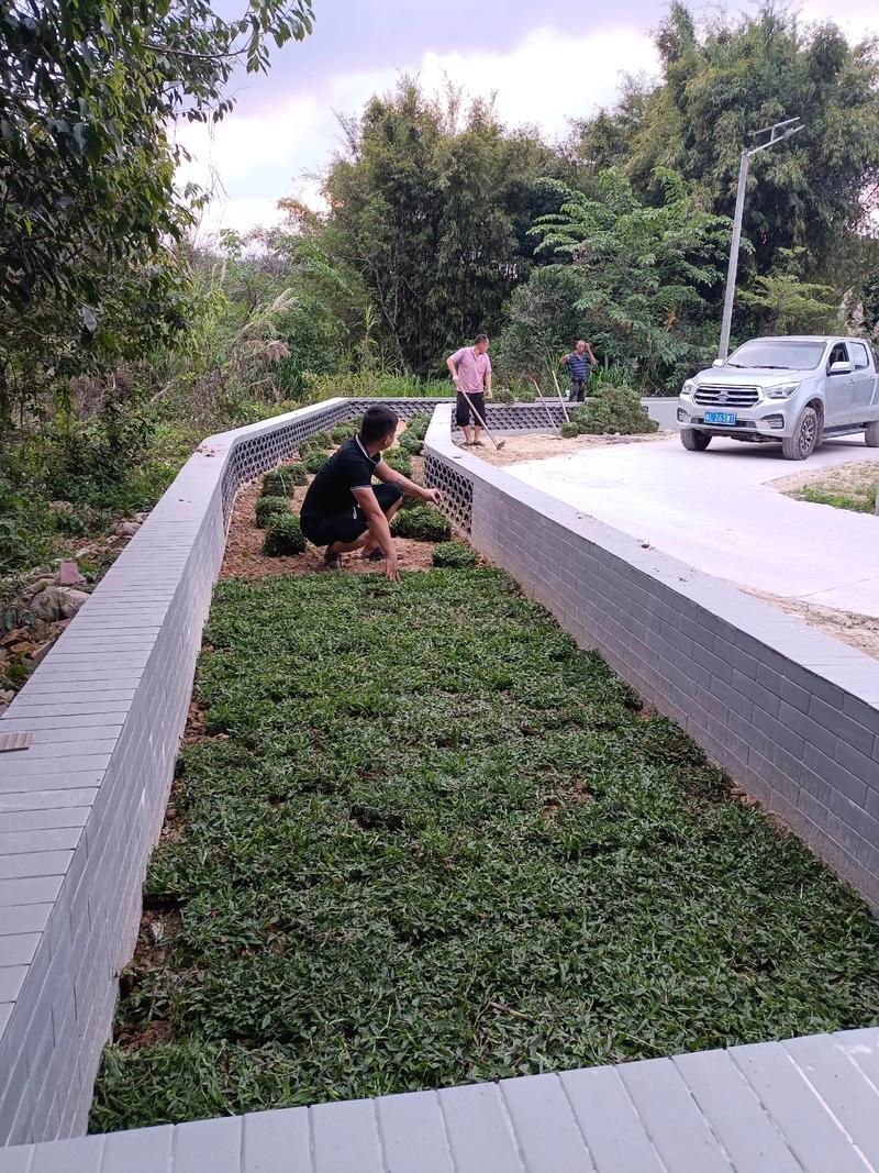 白馬村雙一移民村公園綠化照片#施工現場實拍 #園林綠化工程