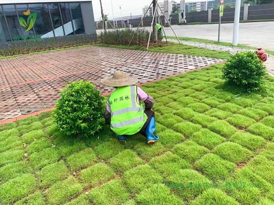 寶裕(佛山)再生資源高明新廠區(qū)園林綠化工程施工方案與技術要點